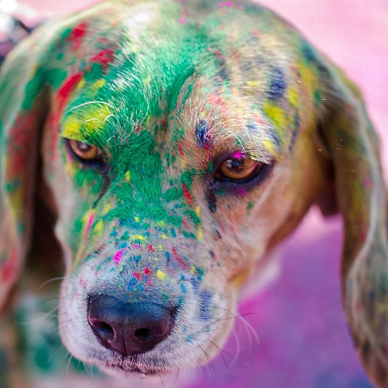 Holi 05.jpg